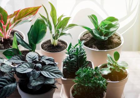 冬季花卉养护小技巧